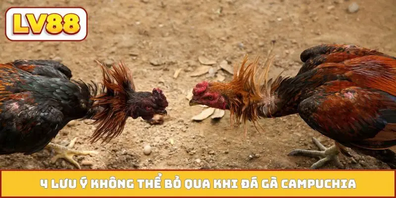 4 lưu ý không thể bỏ qua khi đá gà Campuchia