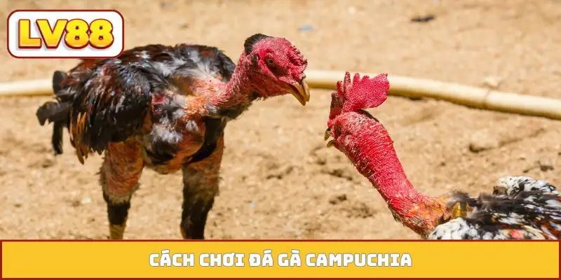 Đá Gà Campuchia