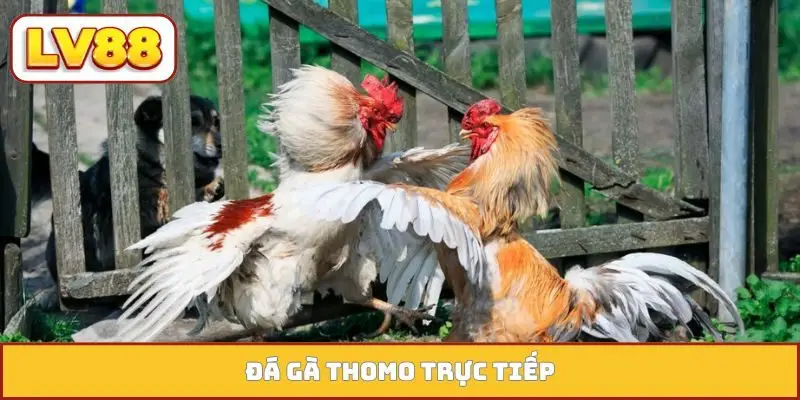 Đá Gà Thomo