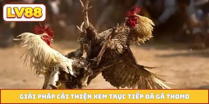 Giải pháp cải thiện xem trực tiếp đá gà Thomo
