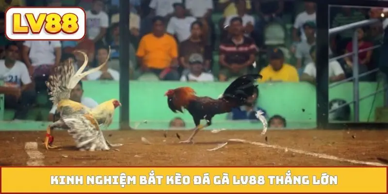 Kinh nghiệm bắt kèo đá gà LV88 thắng lớn