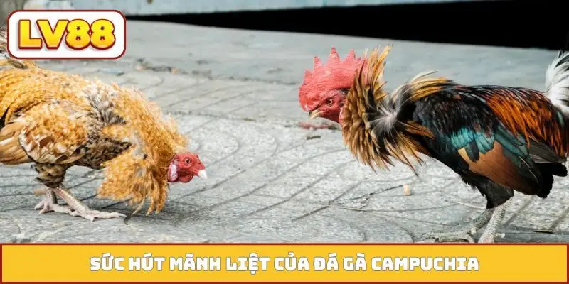 Sức hút mãnh liệt của đá gà Campuchia